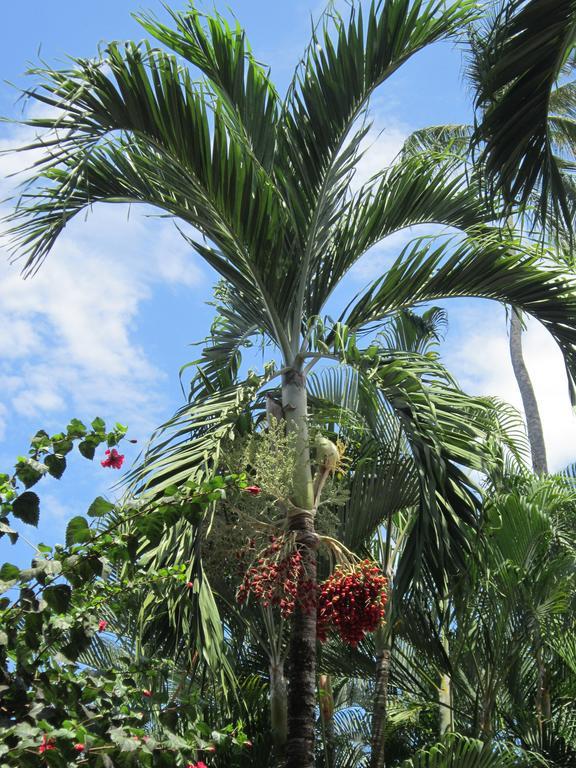 Hotel El Paraiso Escondido - Costa Rica جاكو المظهر الخارجي الصورة