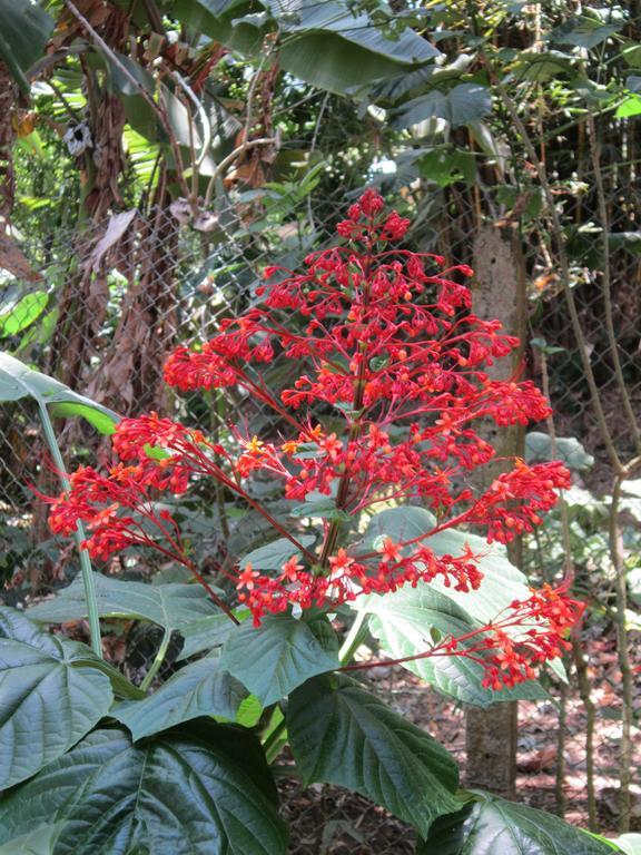 Hotel El Paraiso Escondido - Costa Rica جاكو المظهر الخارجي الصورة
