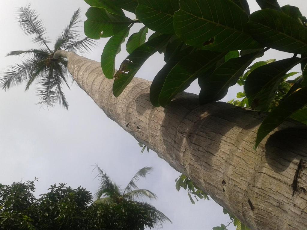 Hotel El Paraiso Escondido - Costa Rica جاكو المظهر الخارجي الصورة